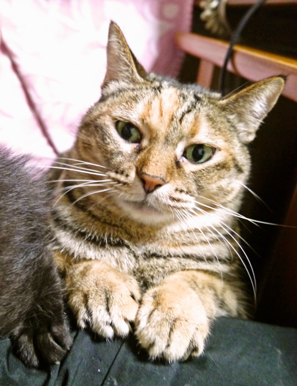 お膝の上が好きなムチムチボディチボディ サムネイル2