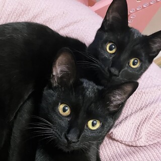 【11/16三田】お子様初心者歓迎の黒猫兄妹