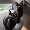 【11/16三田】お子様初心者歓迎の黒猫兄妹 サムネイル4