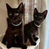 【11/16三田】お子様初心者歓迎の黒猫兄妹 サムネイル5