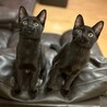 【11/16三田】お子様初心者歓迎の黒猫兄妹 サムネイル6