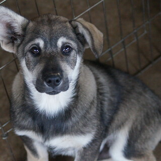 お耳の大きなおっとりヨーダくん