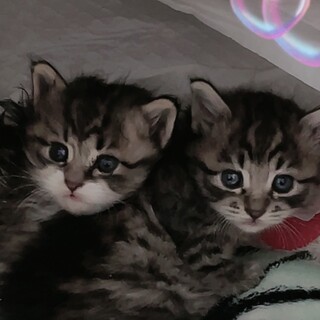 キジトラ長毛兄妹！