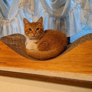 そら君の里親さんを募集します。