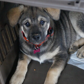 綺麗な黒胡麻のおっとりギズモくん。