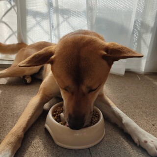 構ってちゃんだけど心優しいいい子です