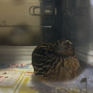生後3ヶ月目のウズラです。