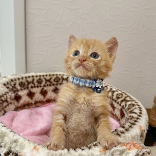 ミルク育ち♡可愛い盛りの男の子