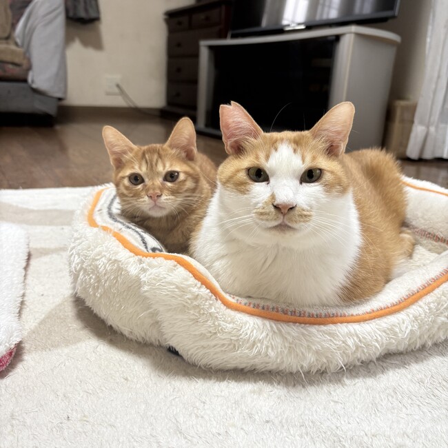 フジコ７７７のカバー写真