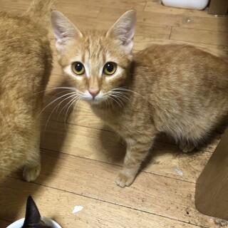 （トライアル予定）茶トラの一会（いちえ）くん