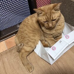 ちょっと無理では?