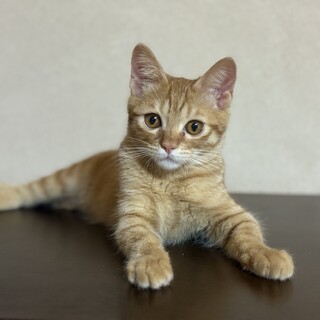 生後4ケ月位、可愛い茶トラ男の子