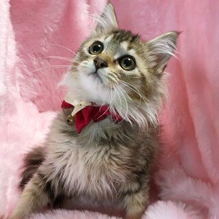 お転婆で甘えん坊♪モフモフ長毛『しらたき』２カ月半