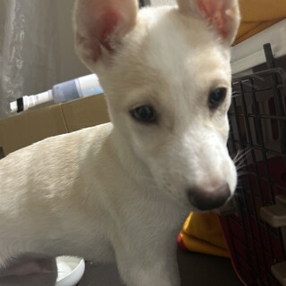 3ヶ月のわんちゃん