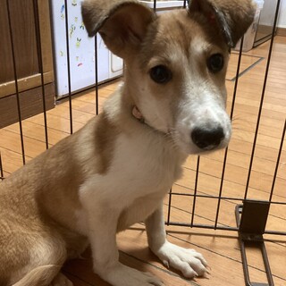 保健所からレスキュー！可愛いムク君