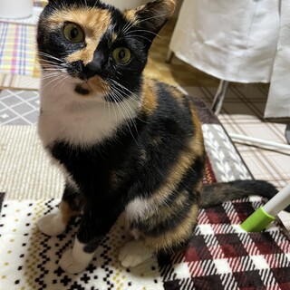 里親決定。フレンドリーな三毛猫ちゃん