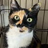 里親決定。フレンドリーな三毛猫ちゃん サムネイル3