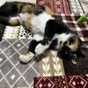 里親決定。フレンドリーな三毛猫ちゃん サムネイル4