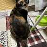 里親決定。フレンドリーな三毛猫ちゃん サムネイル5