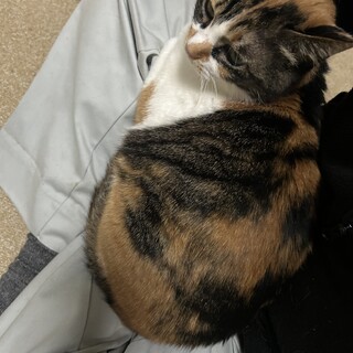 模様が可愛い女の子です。