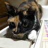 里親決定。フレンドリーな三毛猫ちゃん サムネイル7
