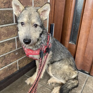 保健所からレスキュー！テリア風のルアちゃん