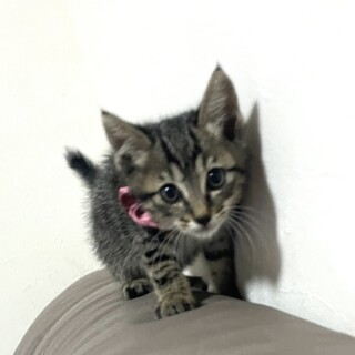 元気！わんちゃんとも仲良くできます