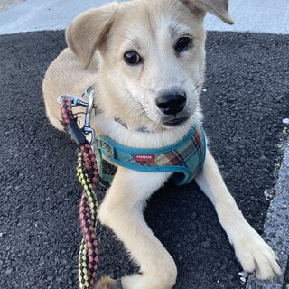 保健所からレスキュー！人懐っこいシロウ君