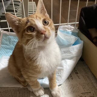 終生飼える方求む