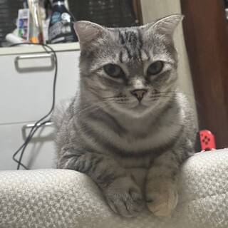 綺麗な人懐っこい子です