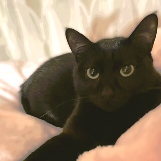 ★里親様決定★ゴロゴロ人懐こくて遊ぶの大好き❤ルナ