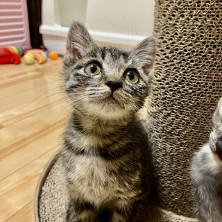 かわいい　キジ虎のムールちゃん