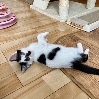 可愛らしい白黒　イゴくん