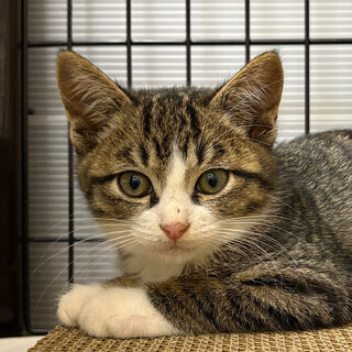 11/24高田馬場★バーグくん★手袋の兄貴