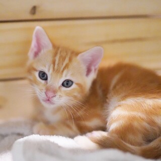 11/9高田馬場★益子くん★元気いっぱい！