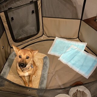 大人しい4歳小型犬です。柴犬とシェパード？