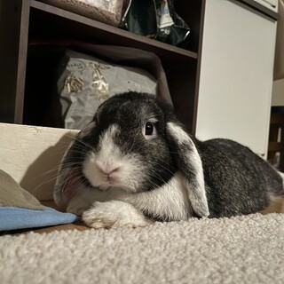 ホーランドロップ オス