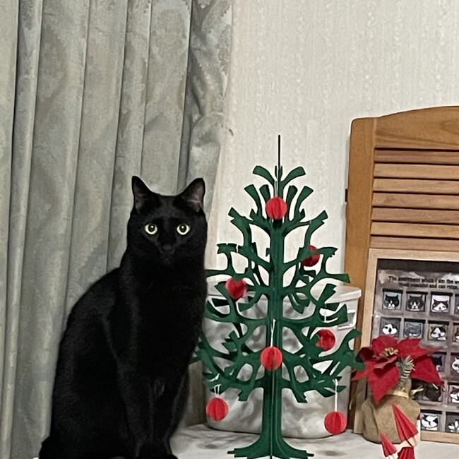 chika_noa momのカバー写真