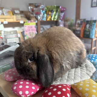 2歳の純血種ホーランドロップのトートカラーの女の子