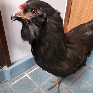 アローカナ種　メス　１羽　里親募集