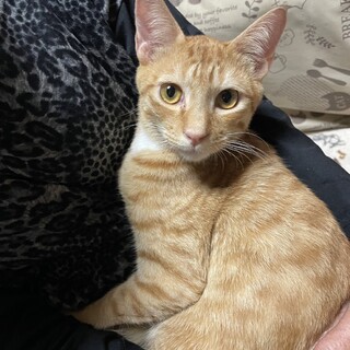 里親決定！大吉くん／抱っこできます！