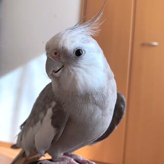 オカメインコ 老鳥  オス