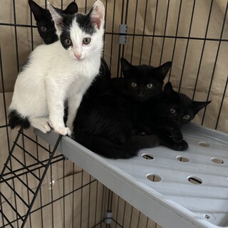 再募集　黒子猫女の子