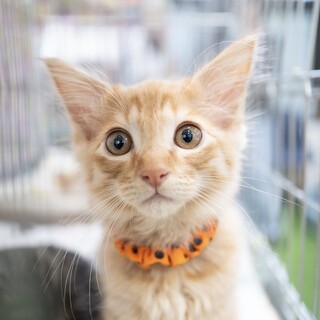 11/9高田馬場★かぼすくん★きょとん顔が可愛い