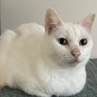 1/12高田馬場★わたこちゃん★ふわふわゴロゴロ