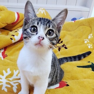 11/9高田馬場★ダヴくん★構ってBOY！