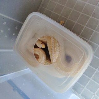 コーンスネーク　