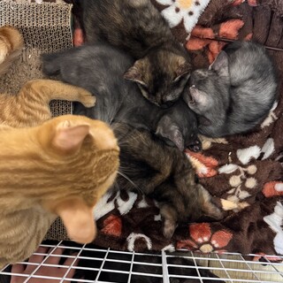 黒トラ柄と茶トラ女子のベビー達