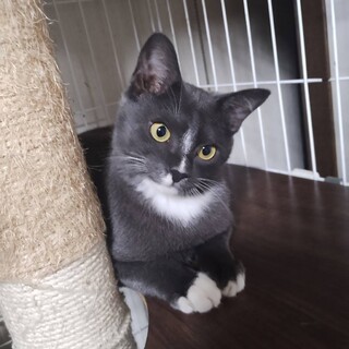 グレー白の可愛い男の子⭐︎