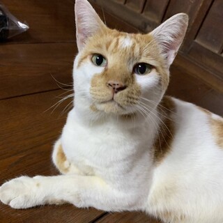 イケメンおしゃべりボーイ“チャッピーくん”